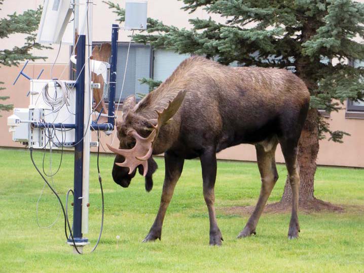 Bull Moose has a go at MAWS unit