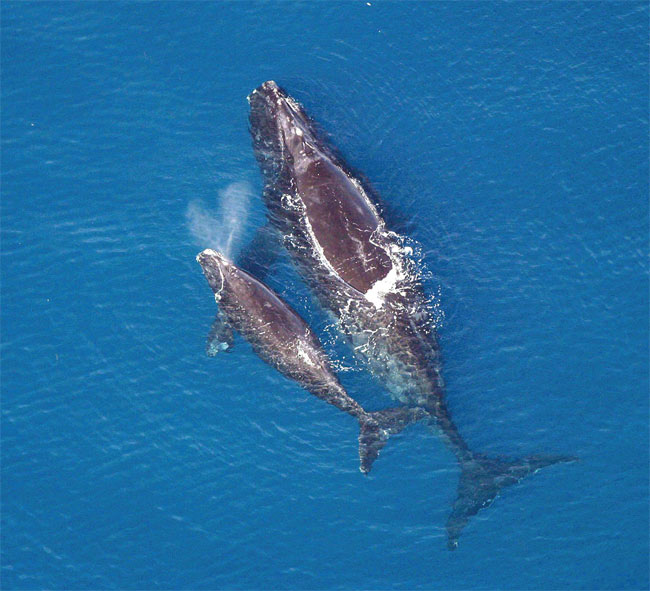 Two right whales