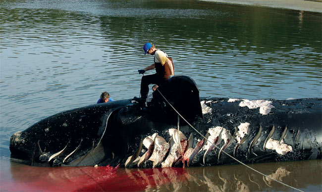 Dead Right Whale showing propeller wounds