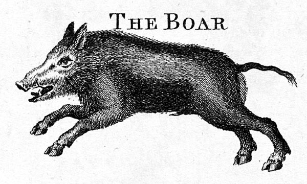 The Boar or pig, A New Complete, and Universal Body, or system of Natural History, 1785, From The Library at The Mariners’ Museum. - NOAA