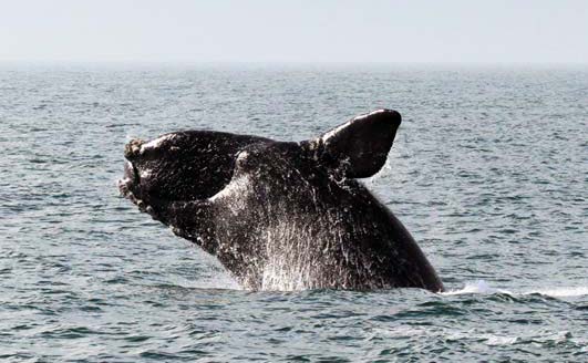 Whales Whales