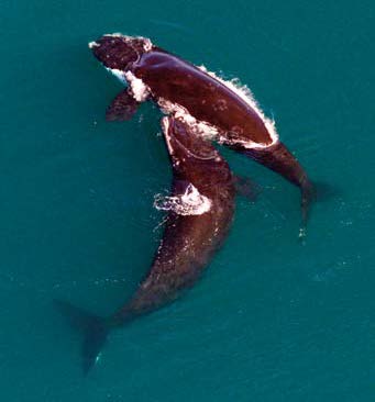 Whales Whales