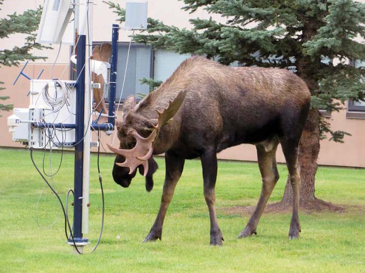 Bull Moose has a go at MAWS unit Bull Moose has a go at MAWS unit