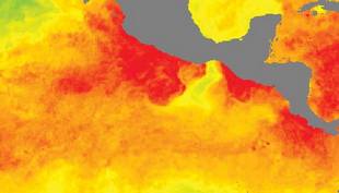 Combined Microwave and Infrared 25 km resolution SST image