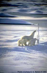 Polar Bears at Arctic Buoy - Click to Enlarge